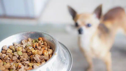 5 Questions you might have about dehydrated dog food