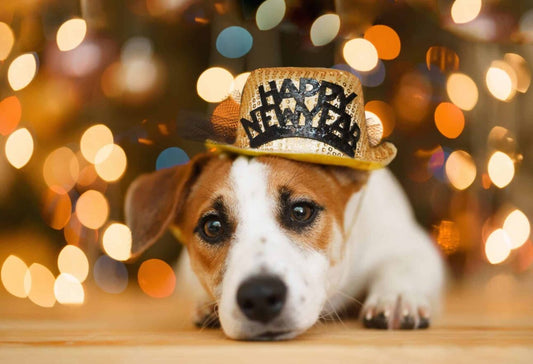 Top 5 new year’s resolutions for pets and pet parents in 2024